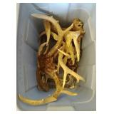 Deer antlers