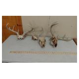 Deer antlers & skull
