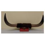 Mounted steer horns w/ hoof