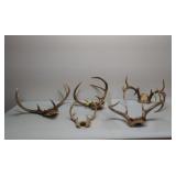 5 deer antler racks