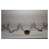 3 deer antler racks