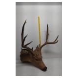 Mule deer head mount