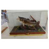 Large mouth bass trophy mount in case