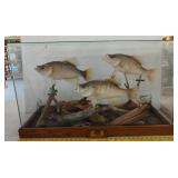 3 Crappie mount in case