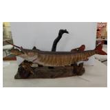 Musky mount w/ perch approx 40"