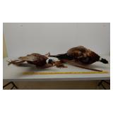 2 pheasants rooster mount