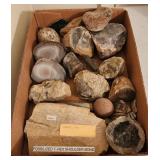 Fossils T Rex Shoulder Bone Geodes Shards