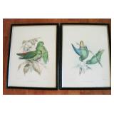 Antique 1880 Hand Colored Lithographs of Birds