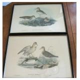 1870 Hand Colored Lithographs Sandpipers J. Gould