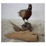 PHEASANT MOUNT