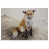 FULL BODY FOX MOUNT