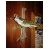 Largemouth Bass Mount