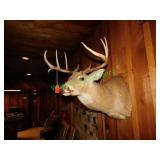 White Tail Buck Deer Mount