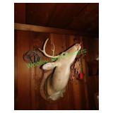 Young White Tail Buck Deer Mount