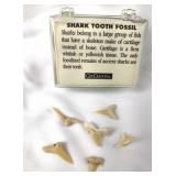 Fossil Small Shark Teeth (6)
