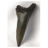 Desori Mako Shark Fossil Tooth