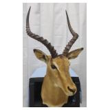 Impala Shoulder Mount