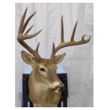 Whitetail Deer 10pt Shoulder Mount