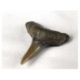 Desori Mako Shark Fossil Tooth