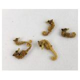 Dried Dwarf Seahorse Specimens (5)