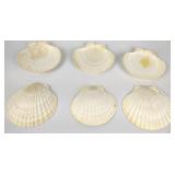 Clamshells (6)