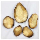 Polished Cross-Section Walrus Ivory Slice [x5]