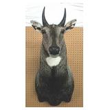 Nilgai Bull Mount