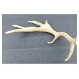 Elk Antler