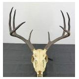 Deer Skull Mount