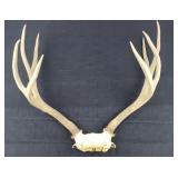 Antler Mount