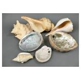 Large Conch, Whelk & Abalone Seashells