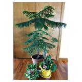 Houseplants - Norfolk Pine, Pothos, Anthurium