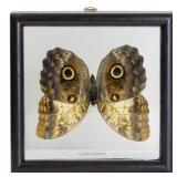 Framed Giant Owl Butterfly Specimen