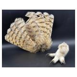 Feathers & Talons (2)