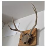 Mounted Deer Antlers