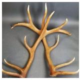 Reproduction Elk Antlers
