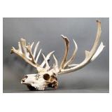 Non Typical White Tail Skull