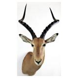 Impala Taxidermy Shoulder Mount