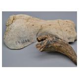 Whale Facial Skeletal Specimen & Buffalo Horn