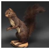 Eurasian Red Squirrel Taxidermy