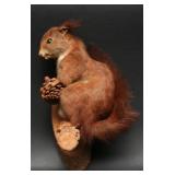 Wall Mounted Eurasian Red Squirrel Taxidermy