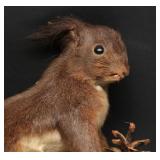 Wall Mounted Eurasian Red Squirrel Taxidermy