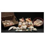 Seashell Collection