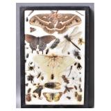 Unique Moth/Beetle/Spider Specimen Mount