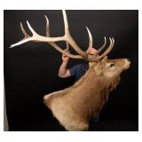 Elk Head Mount 6 x 6 Monster
