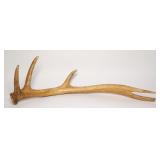 Single Elk Antler Shed - Heavy Club Style