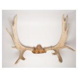 Alaskan Bull Moose Antlers