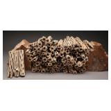 100 Pieces of 5ï¿½ï¿½ Cholla Cactus Wood Sticks