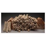 100 Pieces of 5ï¿½ï¿½ Cholla Cactus Wood Sticks