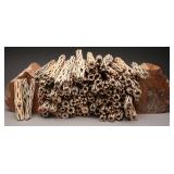 100 Pieces of 5ï¿½ï¿½ Cholla Cactus Wood Sticks